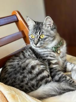 まぶしいテン 猫,かわいい,テンの写真素材