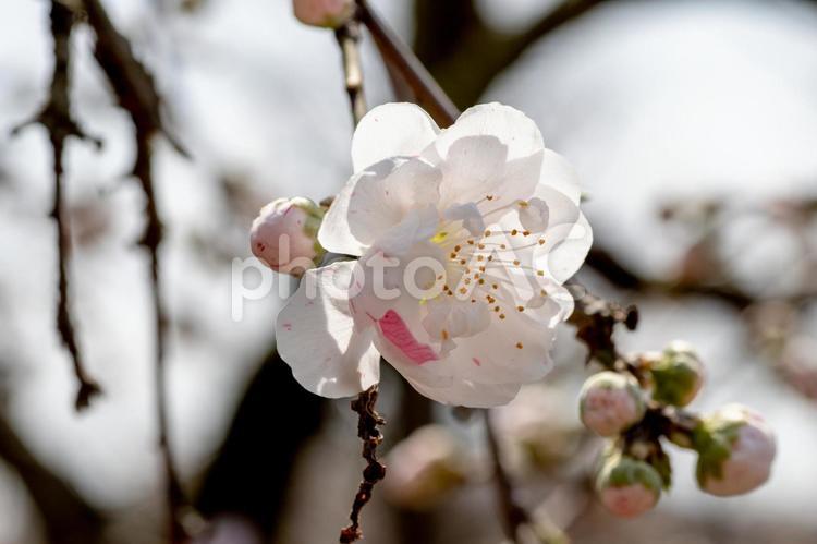 風景素材　鮮やかで可愛いハナモモの花 風景,ハナモモ,花の写真素材