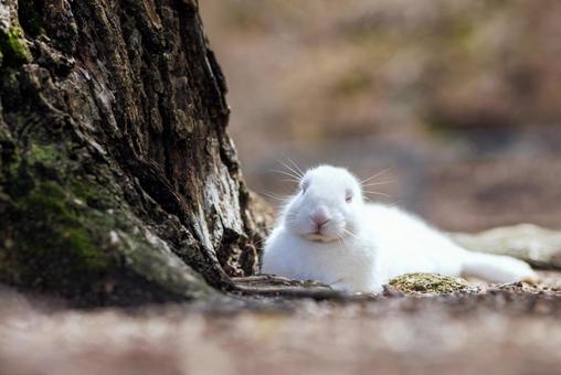 大久野島の兎 大久野島の兎 うさぎ,大久野島,野生動物の写真素材