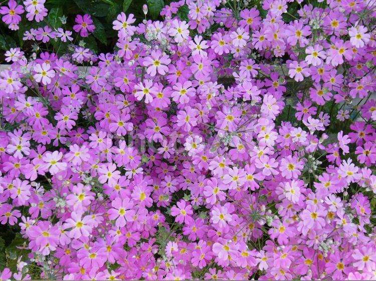 サクラソウ　ピンク　群生 ピンクの花,サクラソウ,春の写真素材