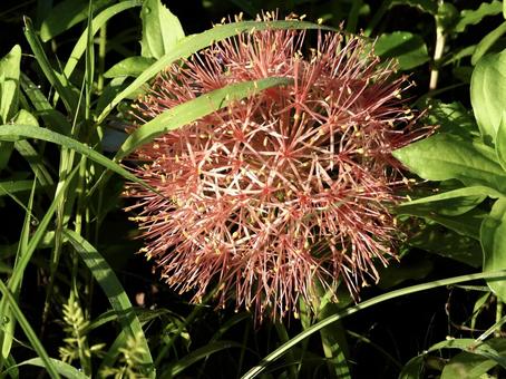 きれいな花 きれいな花の写真