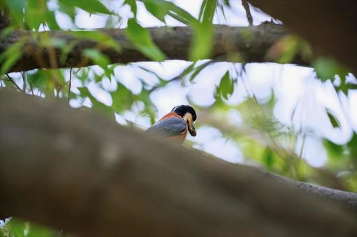 ヤマガラ マガラ,鳥,野鳥の写真素材