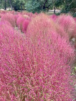 赤く染まったコキアの紅葉 赤く染まったコキアの紅葉の写真