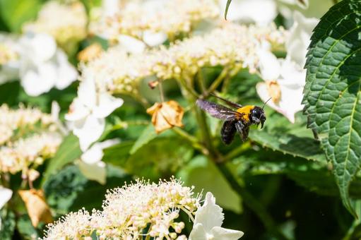 Photo, early summer, bear, honeybee family, 