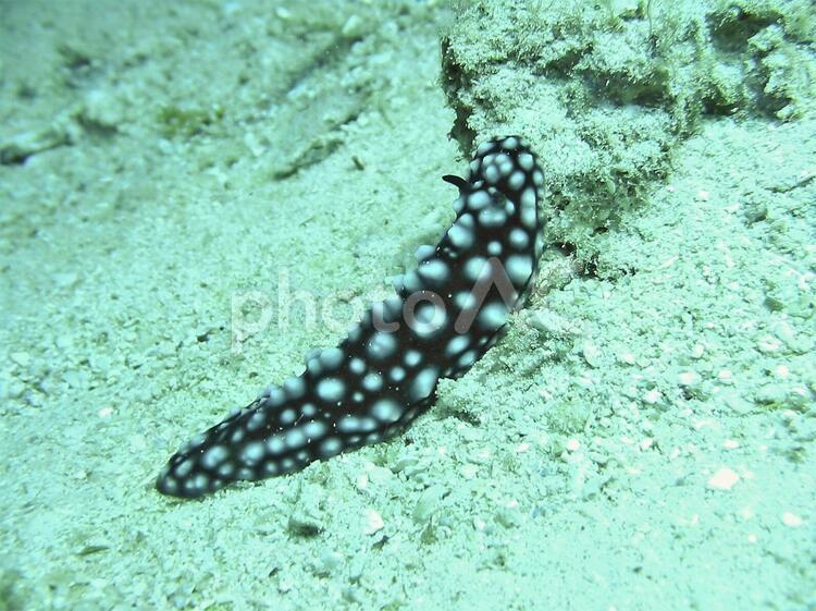 コイボウミウシ コイボウミウシ,うみうし,巻貝の写真素材