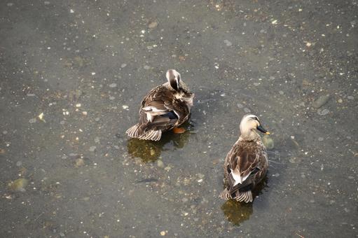 5月に柏尾川で撮影したカルガモ 5月に柏尾川で撮影したカルガモ カルガモ,留鳥,藤沢の写真素材