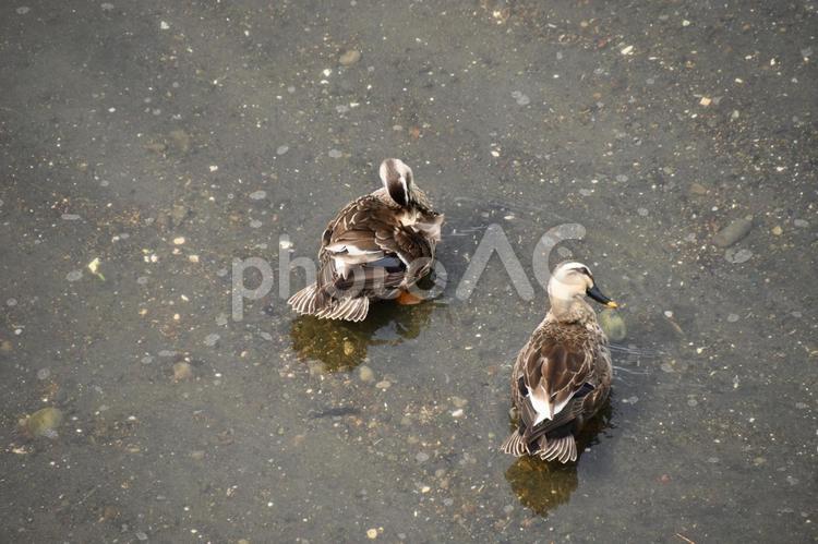 5月に柏尾川で撮影したカルガモ カルガモ,留鳥,藤沢の写真素材