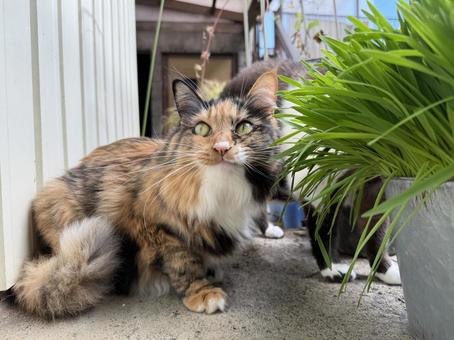 猫 猫,愛猫,三毛猫の写真素材
