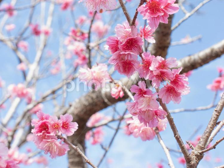 桜の木 春風,桜,屋外の写真素材