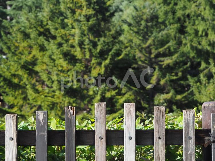 木製の柵と針葉樹 背景,ナチュラル,自然の写真素材