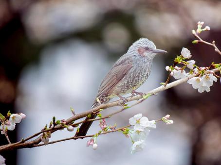 枝にとまるヒヨドリの写真