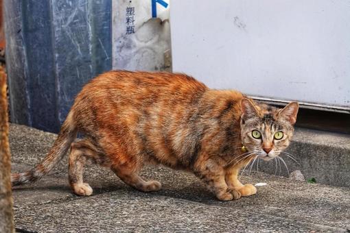 すました猫の写真