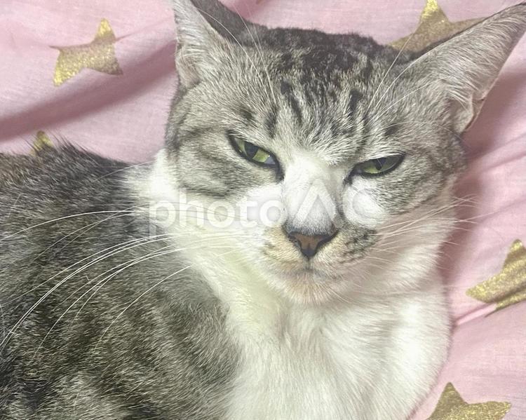 なんだか眠そうなサバシロ猫さま 猫,サバ白,眠いの写真素材