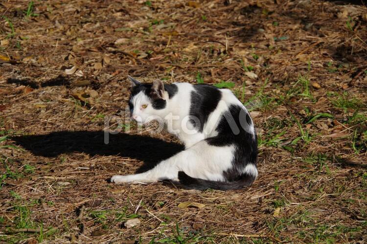 毛繕いを邪魔されて睨んでいる猫 猫,晴天,樹木の写真素材