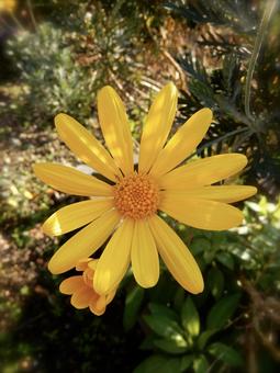 花 花の写真