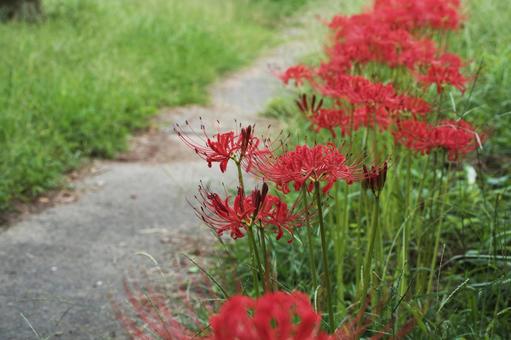公園に咲く晩夏の赤い彼岸花の写真