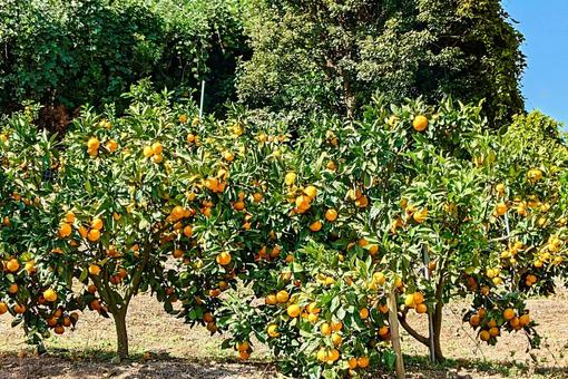 温州みかん ミカン,蜜柑,露地栽培の写真素材