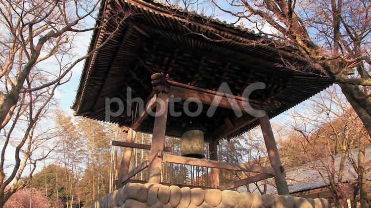 早春の朝日を受けて輝く修禅寺の鐘楼 修禅寺,鐘楼,寺の写真素材