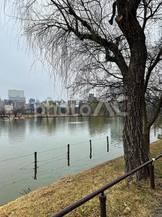 上野恩賜公園　不忍池　雨の不忍池 上野恩賜公園（うえのおんしこう,台東区,不忍池（しのばずのいけ）の写真素材