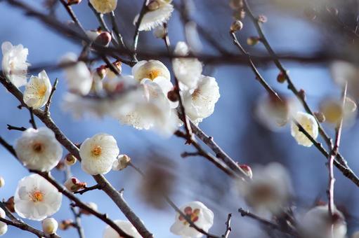 梅の花 梅の花の写真