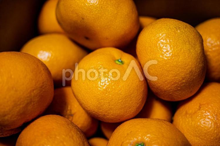 たくさんのみかん みかん,ミカン,フルーツの写真素材