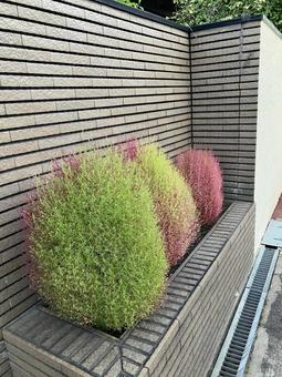 庭木 庭木 玄関,植木,植栽の写真素材