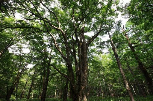 上高地の森 上高地の森の写真