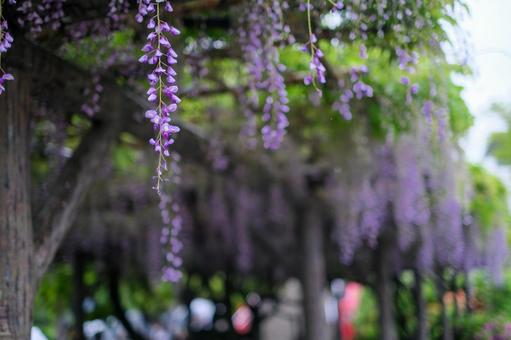 亀戸天神社の藤の花 亀戸天神社の藤の花の写真
