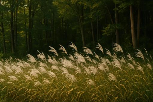 林の縁に揺れるススキの群生 林の縁に揺れるススキの群生の写真