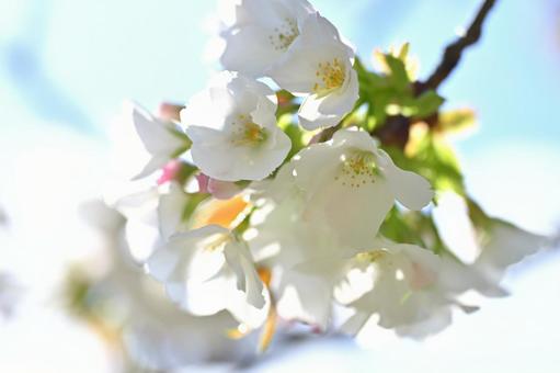 桜 桜の写真