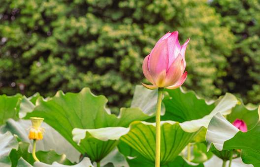 Photo, ancient lotus, lotus, lotus flower, 