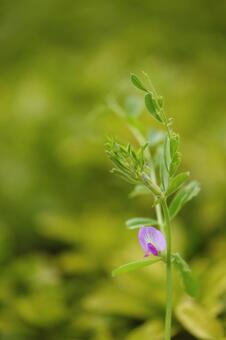 春の花々 春の花々の写真