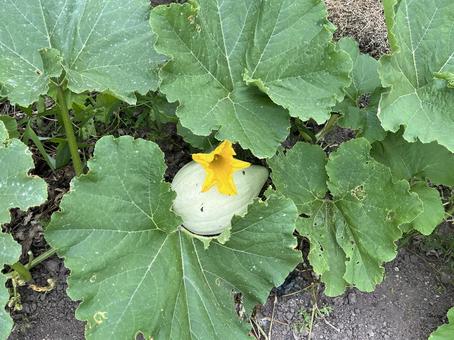 カボチャの畑 カボチャの畑 カボチャ,野菜,栽培の写真素材
