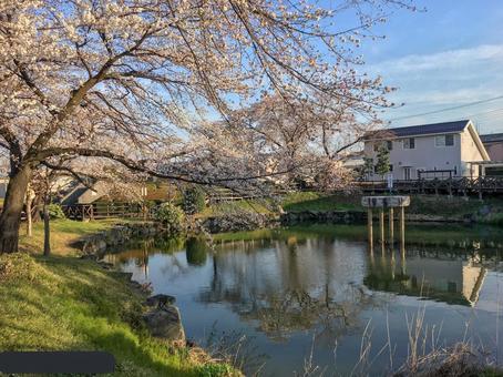 水面に映る満開の桜 桜,さくら,満開の写真素材