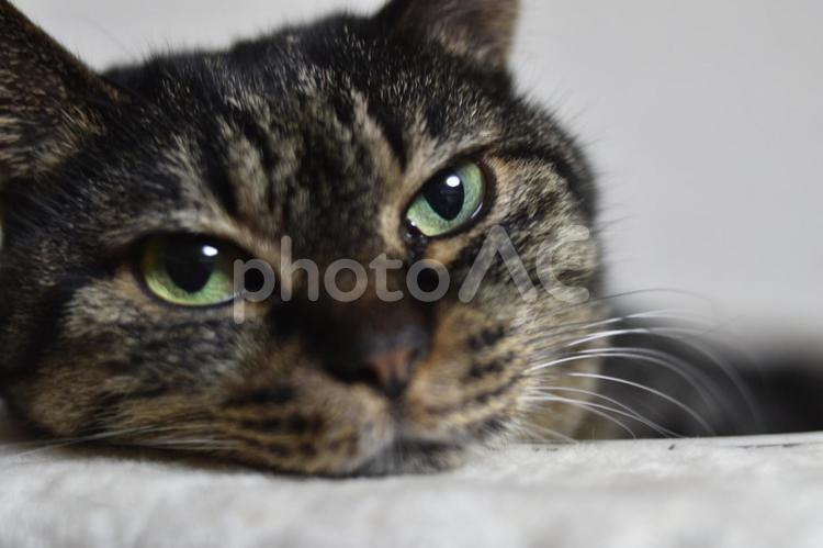 リラックスした猫 ネコ,ねこ,猫の写真素材