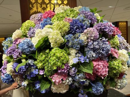 Photo, hydrangea, gorgeous, fresh, 
