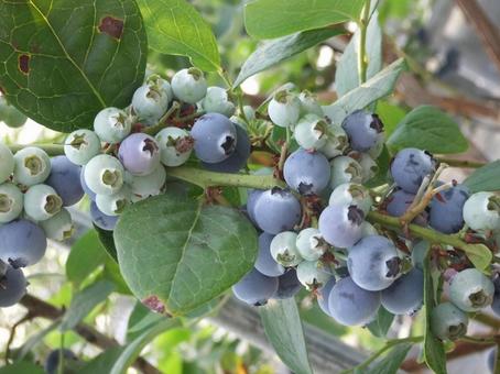 たわわに実るブルーベリーの写真