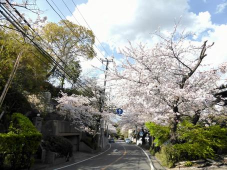 4月、郊外の桜並木道を望む 4月、郊外の桜並木道を望むの写真