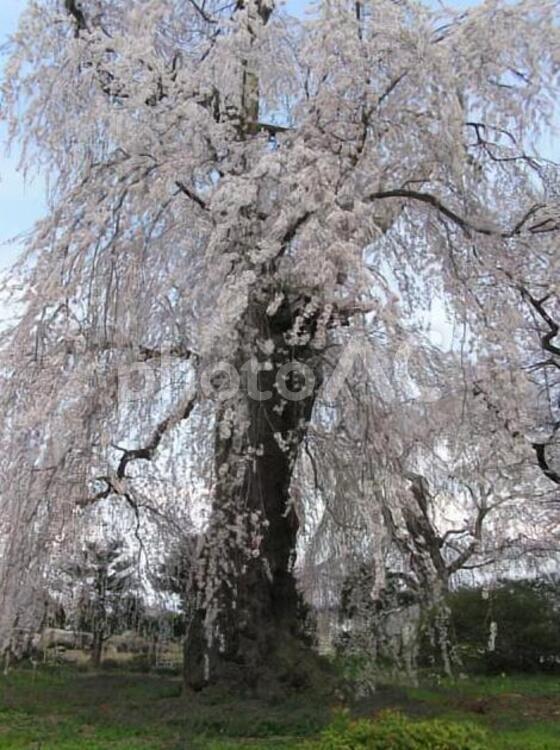 安養寺のしだれ桜 春,しだれ桜,松本市の写真素材