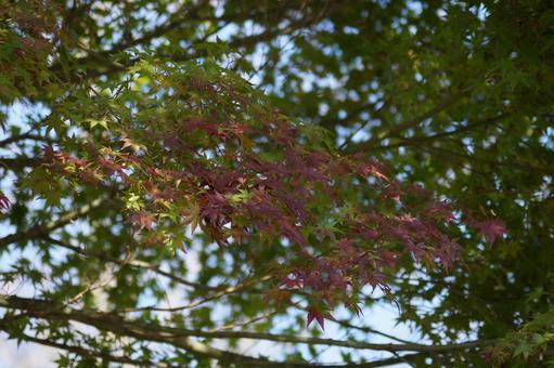 日陰のもみじ 日陰のもみじの写真