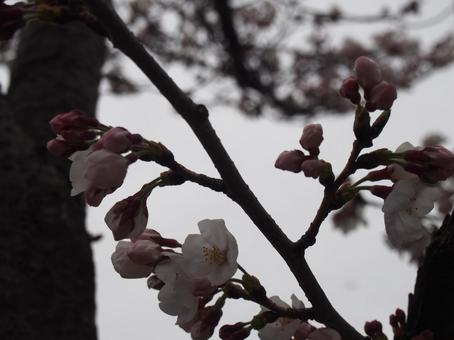 Cherry Blossoms, kirschblüten, sakura, kirschbaum, JPG