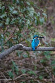 枝に止まるカワセミ 枝に止まるカワセミ カワセミ,野鳥,鳥の写真素材