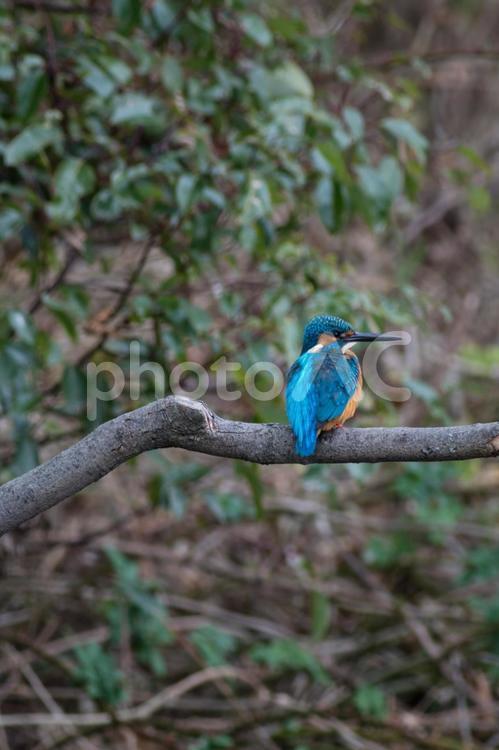 枝に止まるカワセミ カワセミ,野鳥,鳥の写真素材
