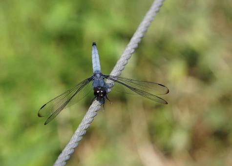 オオシオカラトンボ♂ オオシオカラトンボ♂ オオシオカラトンボ,トンボ,dragonflyの写真素材