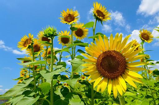 Refreshing sunflowers at Ogaki Sunflower Field, JPG Refreshing sunflowers at Ogaki Sunflower Field, JPG