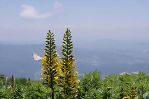 伊吹山の頂に咲く、夏の花模様メタカラコウ 伊吹山の頂に咲く、夏の花模様メタカラコウ メタカラコウ,伊吹山,滋賀の写真素材