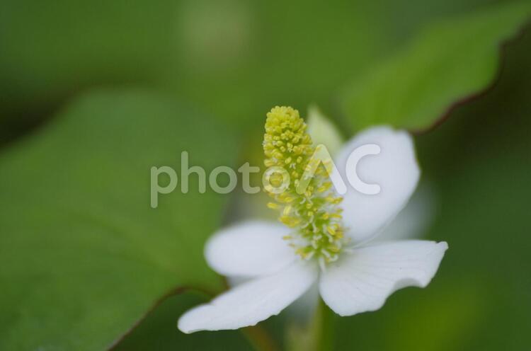 作品313 植物,生き物,自然の写真素材