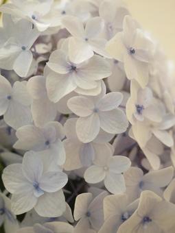 白いアジサイの花 白いアジサイの花の写真
