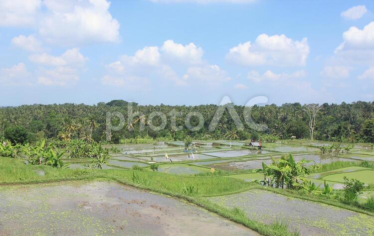 インドネシア　バリ島の田園風景 外国,海外,インドネシアの写真素材