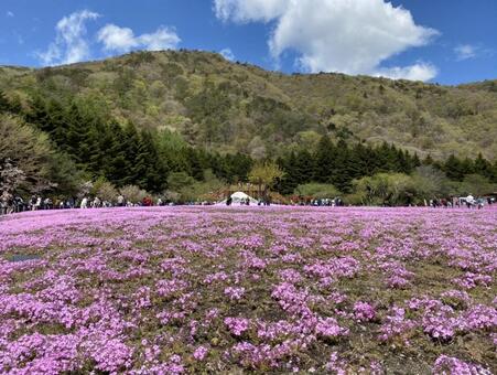 芝桜⑨ 芝桜,富士芝桜まつり,山梨の写真素材